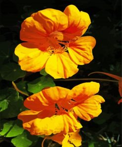 Yellow Nasturtium Flowers Paint By Numbers