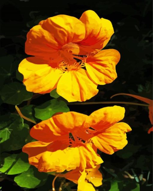 Yellow Nasturtium Flowers Paint By Numbers