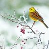 Yellowhammer Bird In Winter Paint By Numbers