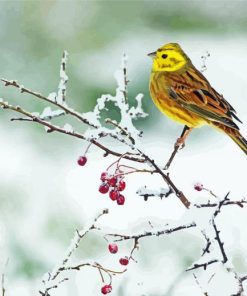 Yellowhammer Bird In Winter Paint By Numbers