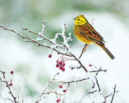 Yellowhammer Bird In Winter Paint By Numbers