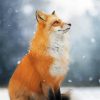 Cute Fox In Snow Paint By Numbers