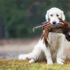 Cute Pheasant Hunting Dog Paint By Numbers