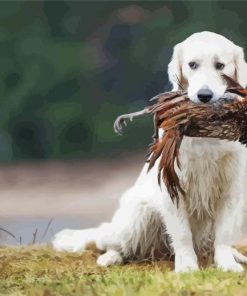 Cute Pheasant Hunting Dog Paint By Numbers