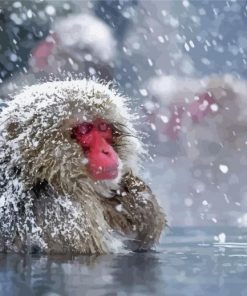 Snow Monkey Paint By Numbers