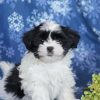 Black And White Shih Tzu Maltese Paint By Numbers