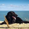 Black Flat Coated Retriever On The Beach Paint By Numbers