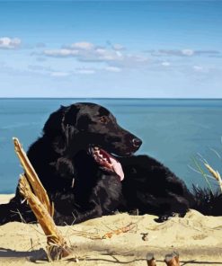 Black Flat Coated Retriever On The Beach Paint By Numbers