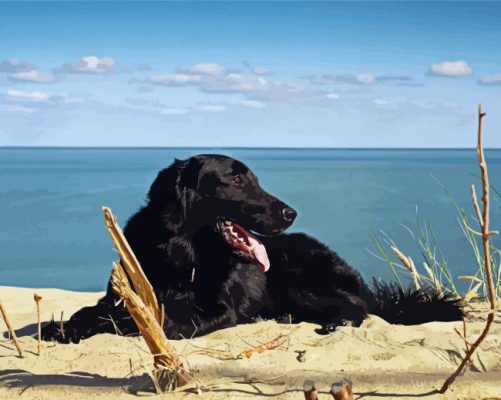 Black Flat Coated Retriever On The Beach Paint By Numbers