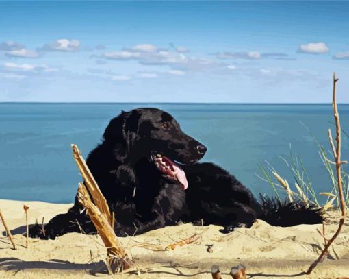 Black Flat Coated Retriever On The Beach Paint By Numbers