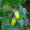 Green Leaves And Acorns Paint By Numbers