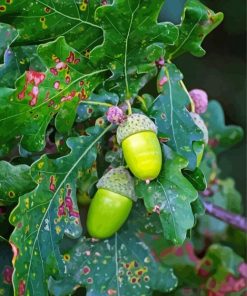 Green Leaves And Acorns Paint By Numbers