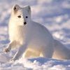 Aesthetic Polar Fox Animal Paint By Numbers