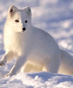 Aesthetic Polar Fox Animal Paint By Numbers