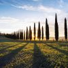 Cypress Trees At Sunset Paint By Numbers