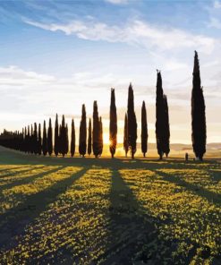 Cypress Trees At Sunset Paint By Numbers