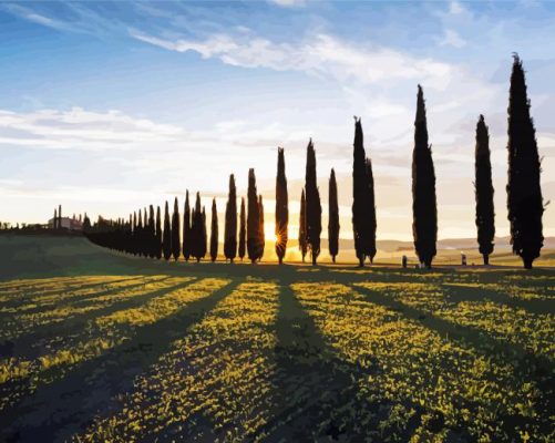 Cypress Trees At Sunset Paint By Numbers