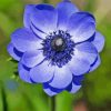 Blue Anenome Paint By Number