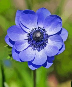 Blue Anenome Paint By Number