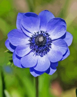 Blue Anenome Paint By Number