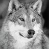 White And Grey Wolf Paint By Numbers