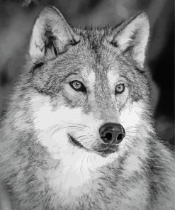 White And Grey Wolf Paint By Numbers