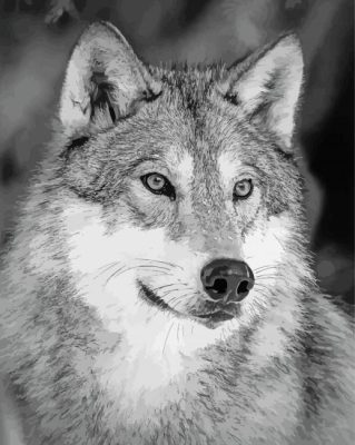 White And Grey Wolf Paint By Numbers