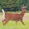 Whitetail Deer Paint By Number