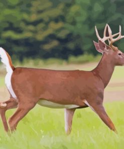 Whitetail Deer Paint By Number