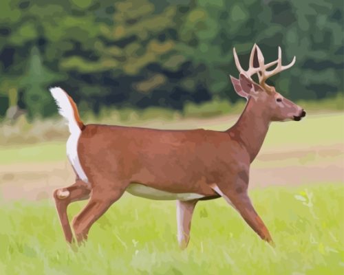 Whitetail Deer Paint By Number