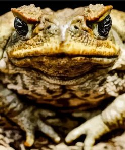 Angry Toad Paint By Numbers