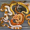 Ball Python Snakes Paint By Number