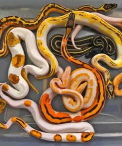 Ball Python Snakes Paint By Number