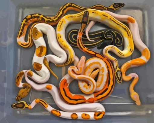 Ball Python Snakes Paint By Number