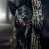 Black German Shepherd Dog Paint By Number