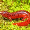 Black And Red Salamander Paint By Number