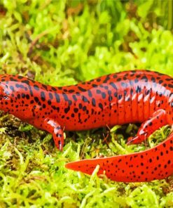 Black And Red Salamander Paint By Number