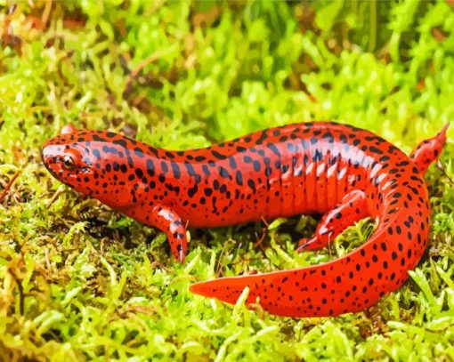 Black And Red Salamander Paint By Number