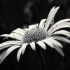 Black And White Daisy Blooming Paint By Numbers