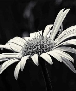 Black And White Daisy Blooming Paint By Numbers