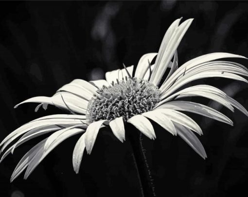 Black And White Daisy Blooming Paint By Numbers