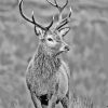 Black And White Stag Paint By Numbers