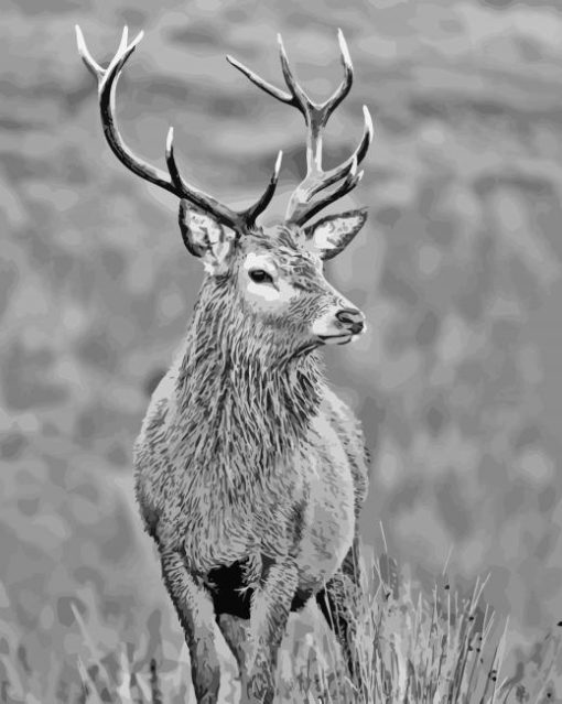 Black And White Stag Paint By Numbers