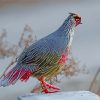 Blood Pheasant Paint By Number