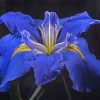 Bloom Blue Irises Rose Paint By Number