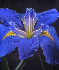 Bloom Blue Irises Rose Paint By Number