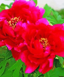 Blooming Red Peonies Paint By Number