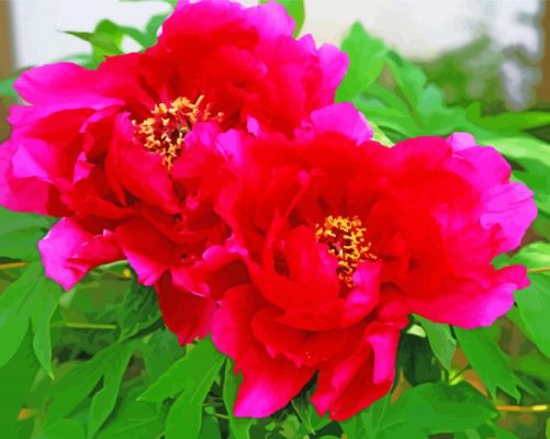 Blooming Red Peonies Paint By Number