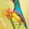 Blue And Yellow Sunbird Paint By Numbers