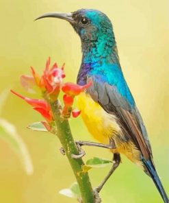 Blue And Yellow Sunbird Paint By Numbers